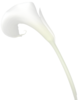 Calla Lily Image